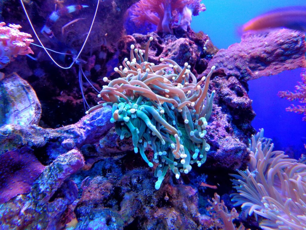 coral, anemone, coral reef-1053837.jpg